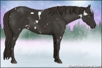 Horse Color:White Spotted Liver Chestnut