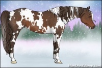 Horse Color:White Spotted Liver Chestnut 