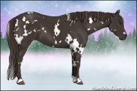 Horse Color:White Spotted Liver Chestnut