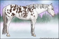 Horse Color:Liver Chestnut Appaloosa