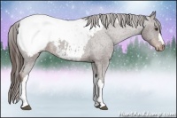Horse Color:Liver Chestnut Snowcap 
