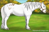 Horse Color:Silver Buckskin Snowflake Varnish