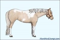 Horse Color:Silver Blue Roan Pearl Tobiano Frame
