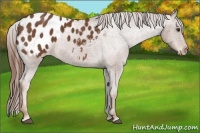 Horse Color:Chestnut Appaloosa