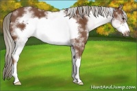 Horse Color:White Spotted Chestnut Frame
