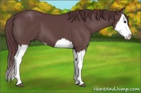 Horse Color:Chocolate Black Splash
