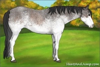 Horse Color:White Spotted Blue Roan Rabicano  and White Spotted Brown Roan Rabicano 