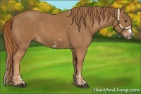 Horse Color:Chestnut Splash Frame  and Chestnut Splash Frame 