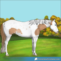 Horse Color:Gray Perlino Splash Tobiano Rabicano 