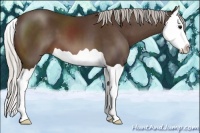Horse Color:Silver Brown Splash 