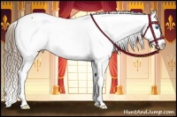 Horse Color:Liver Chestnut Splash Appaloosa 