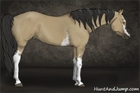 Horse Color:White Spotted Liver Red Dun 