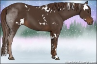 Horse Color:White Spotted Liver Chestnut Sabino 