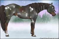 Horse Color:White Spotted Liver Chestnut Sabino 