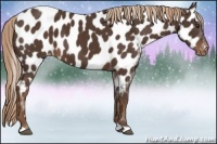 Horse Color:Liver Chestnut Appaloosa