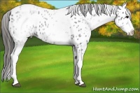 Horse Color:White Spotted Blue Roan Splash Appaloosa 
