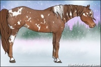 Horse Color:White Spotted Chestnut Appaloosa 