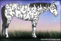 Horse Color:Blue Roan Splash Appaloosa