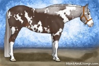 Horse Color:White Spotted Liver Chestnut Splash 