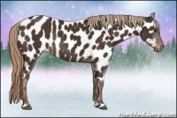 Horse Color:Liver Chestnut Near Leopard Rabicano