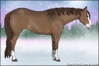 Horse Color:Liver Chestnut Splash 
