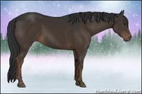 Horse Color:Liver Chestnut 