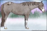 Horse Color:Liver Chestnut Sabino Appaloosa