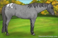 Horse Color:Blue Roan Appaloosa 