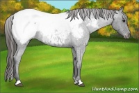 Horse Color:Blue Roan Snowcap 