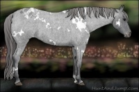 Horse Color:White Spotted Blue Roan Appaloosa
