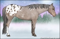 Horse Color:Liver Chestnut Appaloosa 