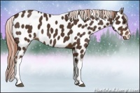 Horse Color:Liver Chestnut Near Leopard 