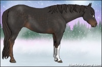 Horse Color:Liver Chestnut 