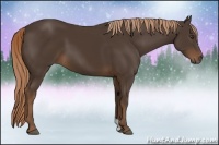 Horse Color:Liver Chestnut 