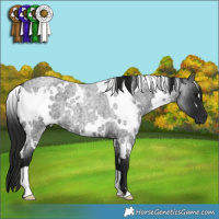 Horse Color:Gray White Spotted Smoky Blue Roan 