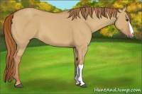 Horse Color:Red Dun 