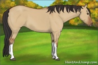 Horse Color:Bay Dun