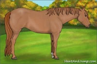 Horse Color:Red Roan 