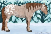 Horse Color:Red Ice Roan Appaloosa