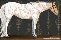Horse Color:Silver Bay Roan Tobiano Appaloosa 