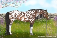 Horse Color:Bay Appaloosa