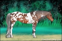 Horse Color:White Spotted Bay Appaloosa 