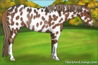 Horse Color:Liver Chestnut Near Leopard Rabicano 