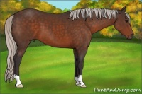 Horse Color:Silver Bay 