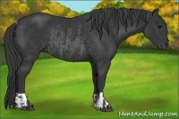 Horse Color:Black and Black Rabicano