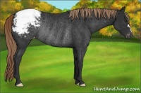 Horse Color:Liver Chestnut Appaloosa Rabicano 