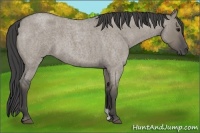 Horse Color:Smoky Grullo Roan 