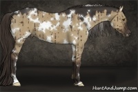 Horse Color:White Spotted Liver Red Dun 