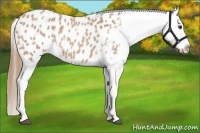 Horse Color:Red Roan Appaloosa