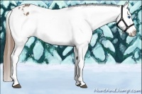 Horse Color:White Spotted Buckskin Splash Snowflake Varnish 
